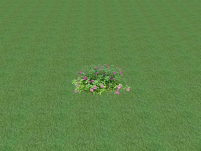 花草 花坛花草