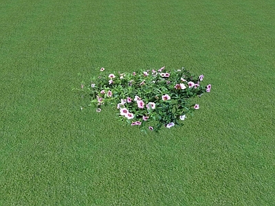 花草 花坛花草