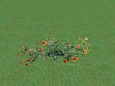 花草 花坛花草