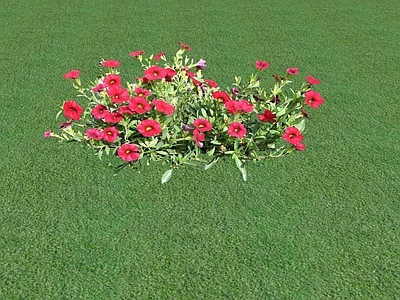 花草 花坛花草