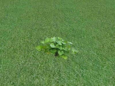 花草 花坛花草