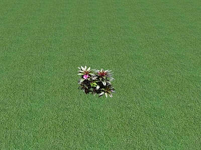 花草 花坛花草