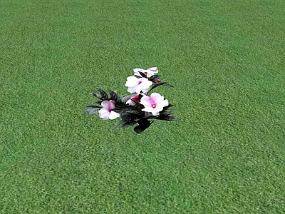 花草 花坛花草