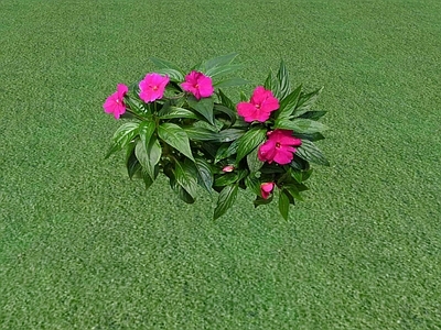 花草 草坪