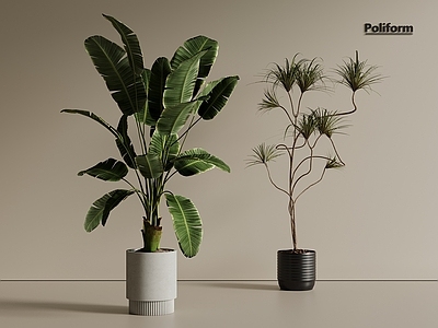 盆栽 松树 天堂鸟