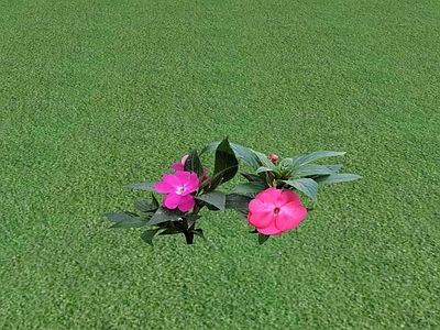 花草 花坛花草