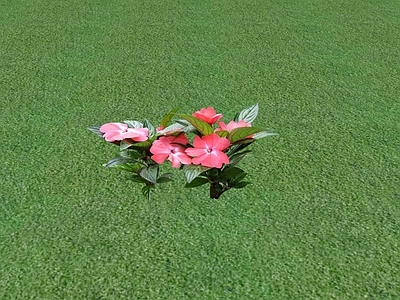 花草 花坛花草