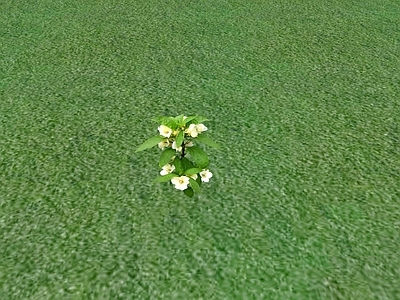 花草 花坛花草