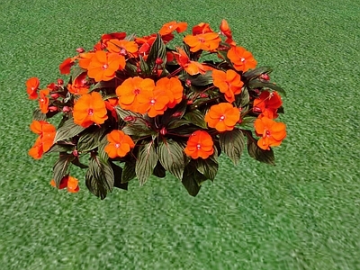 花草 花坛花草