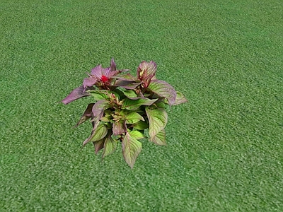 花草 花坛花草