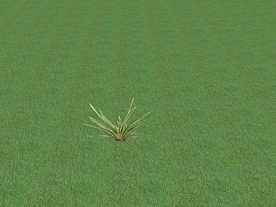 花草 花坛花草