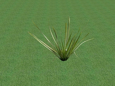 花草 花坛花草