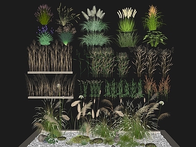 水生植物 生态水生植物组团 芦苇蒲苇 滨水湿地公园植物 生态公园水草植物 雨水花园水草小品