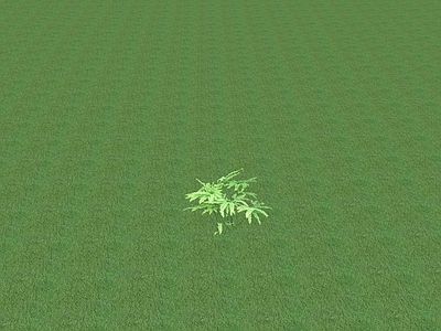 花草 花坛花草