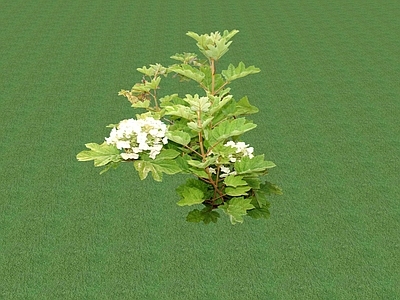 花草 花坛花草