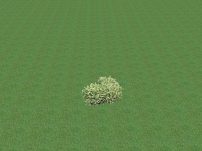 花草 花坛花草