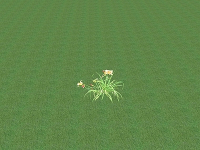 花草 花坛花草