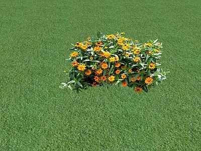 花草 花坛花草