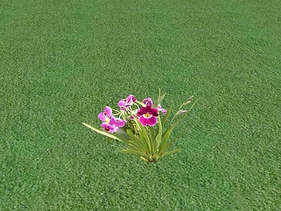 花草 花坛花草