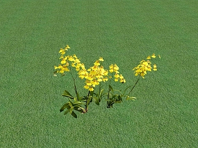 花草 花坛花草