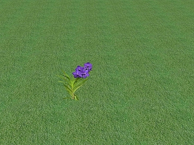 花草 花坛花草