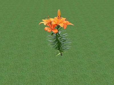 花草 花坛花草