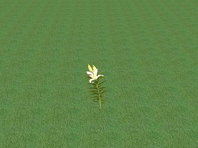 花草 花坛花草
