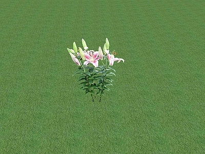 花草 花坛花草