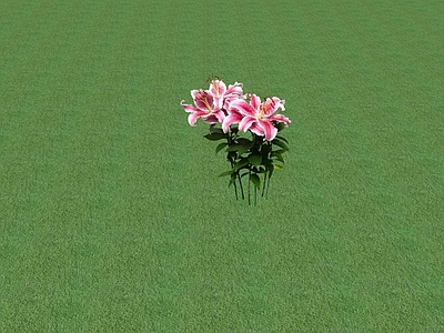 花草 花坛花草