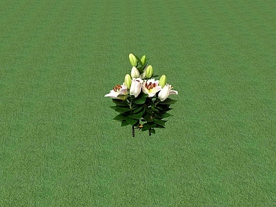 花草 花坛花草