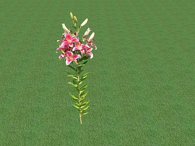 花草 花坛花草