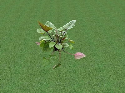 花草 花坛花草