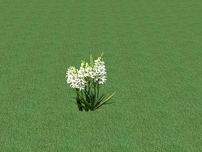 花草 花坛花草