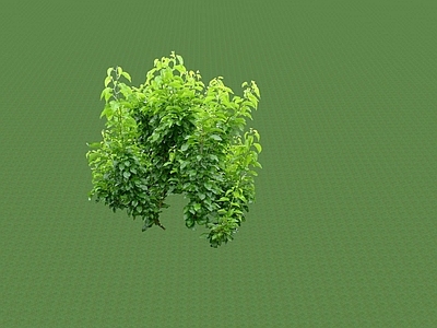 花草 花坛花草