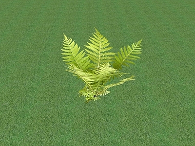 花草 花坛花草