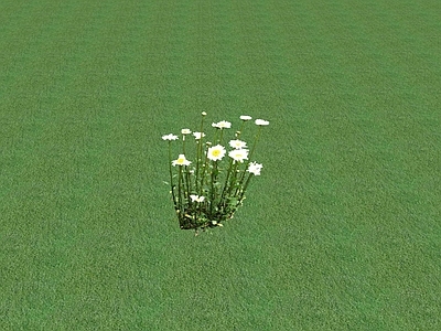 花草 花坛花草