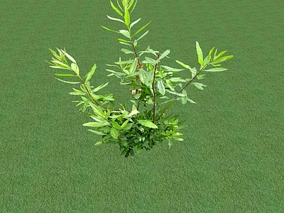 花草 花坛花草