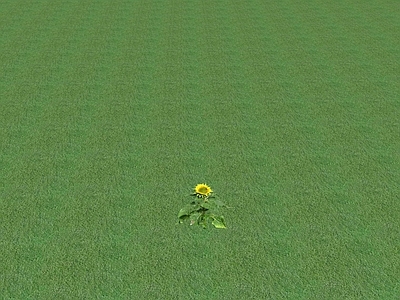 花草 花坛花草