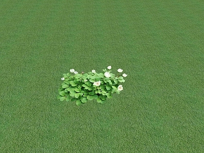 花草 花坛花草