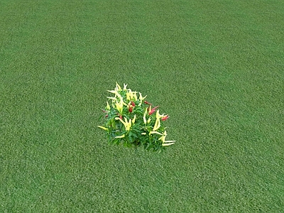 花草 花坛花草