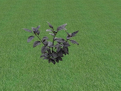 花草 花坛花草