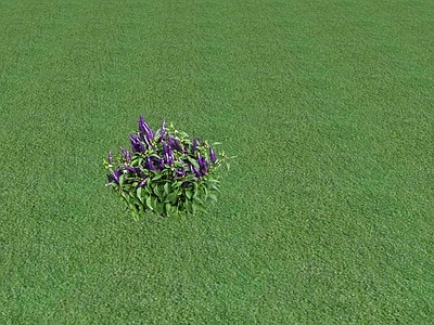 花草 花坛花草