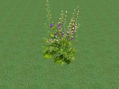 花草 花坛花草