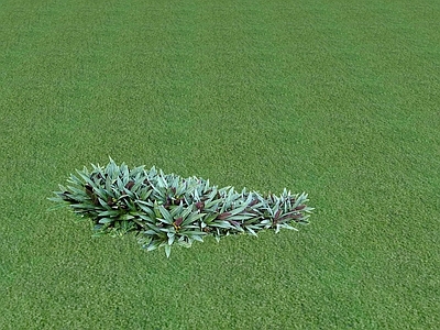 花草 花坛花草