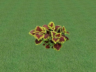 花草 花坛花草