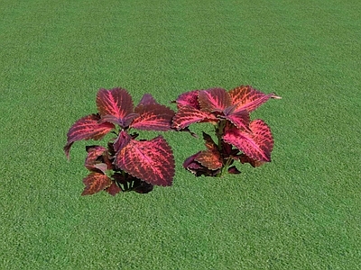 花草 花坛花草