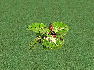 花草 花坛花草