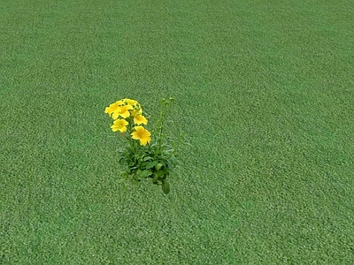 花草 花坛花草
