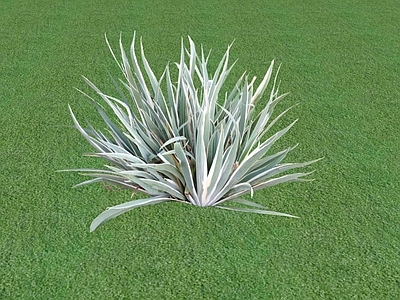 花草 花坛花草