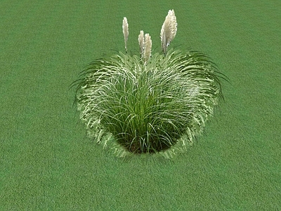花草 花坛花草